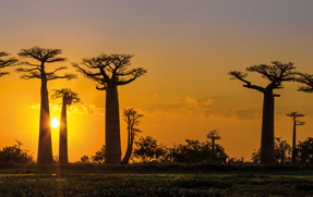 Découvrez notre Ambiance Savane